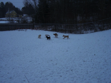 Storm, DD, Charlie, Teddy & Roxy Storm, DD, Charlie, Teddy & Roxy